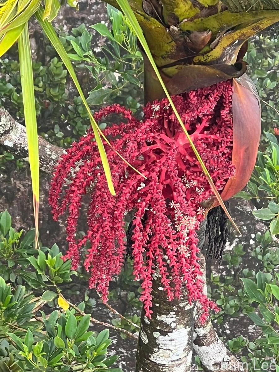 Loxococcus rupicola (Thwaites) H.Wendl. & Drude